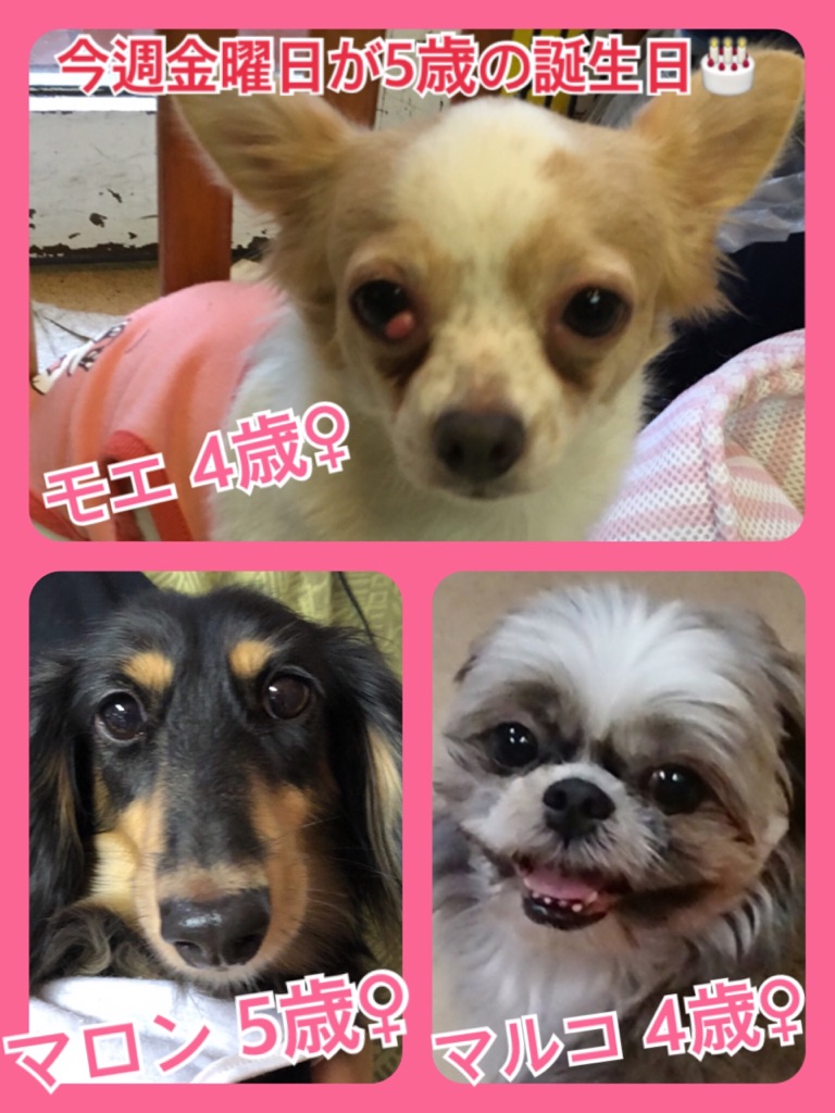 【今日の里親様募集中ワンコ🐶メンバーです🐾】2018,7,9